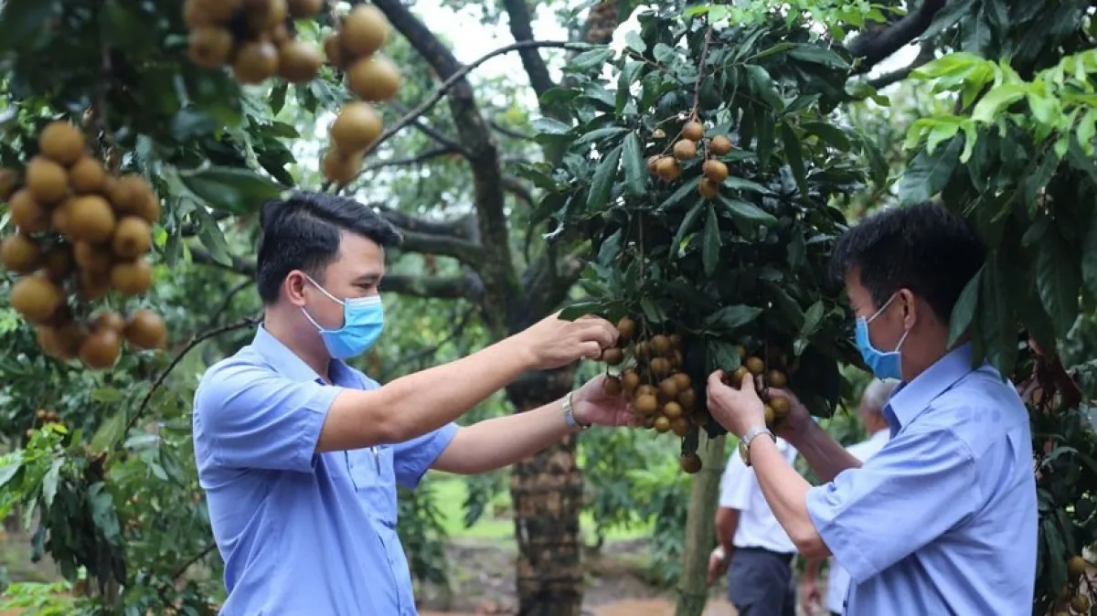 Nhãn muộn Đại Thành (Quốc Oai) được xuất khẩu sang Mỹ. Ảnh: Tùng Thanh