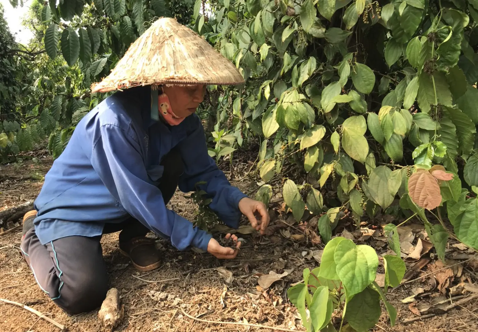 Giá tiêu hôm nay 31/12: Giải mã nguyên nhân giá tiêu cuối năm tăng  