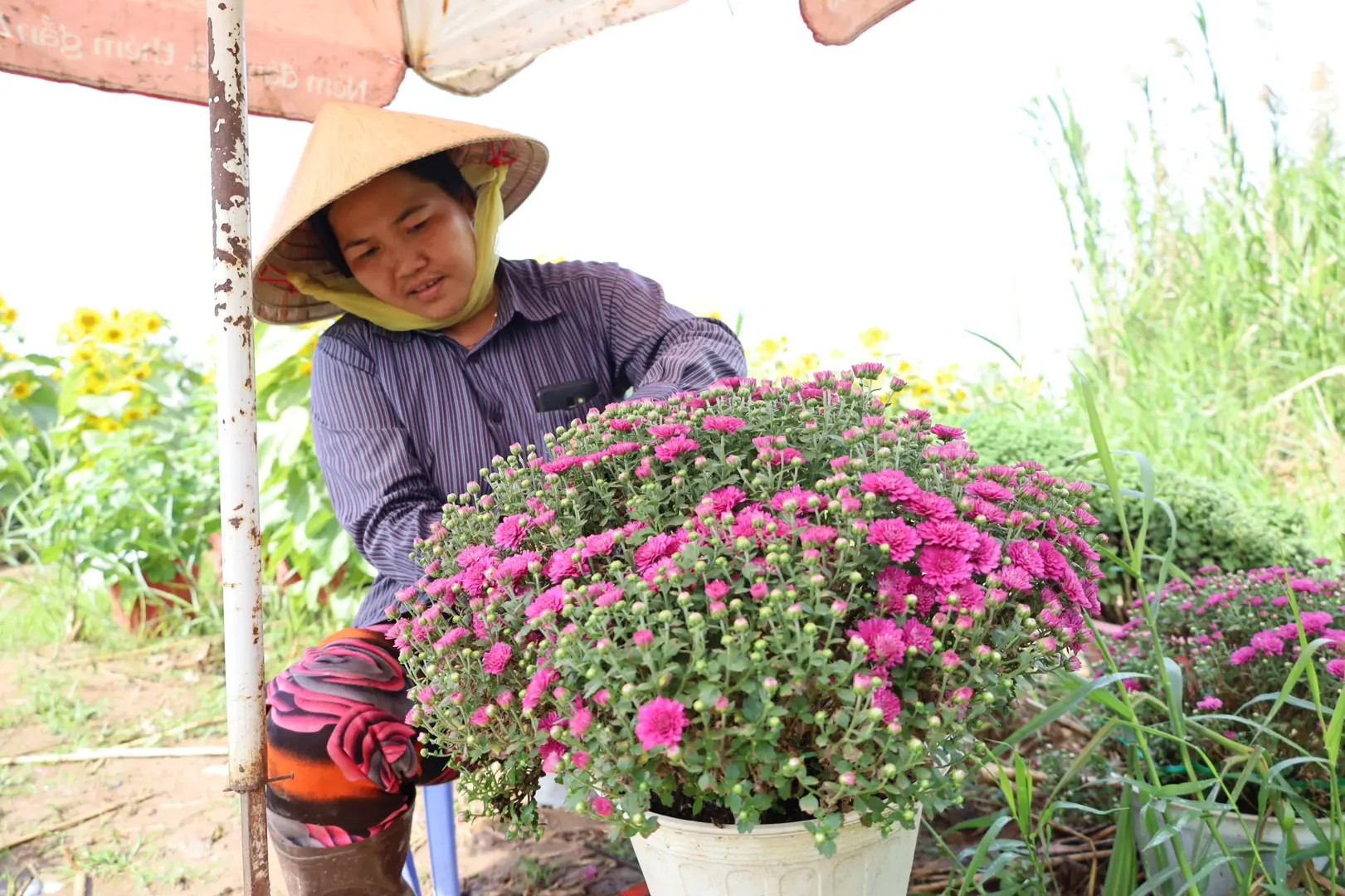 Nông dân Cần Thơ áp dụng giống lạ, kỹ thuật mới “bán cháy hàng” hoa Tết