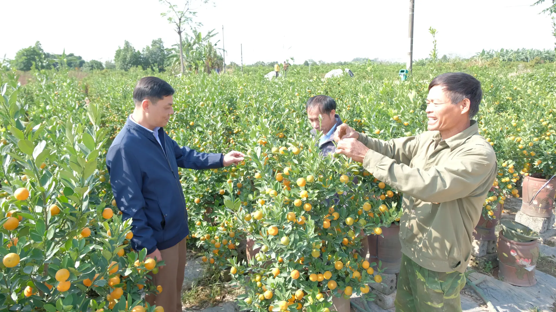 Hà Nội: Tất bật vựa quất cảnh ven sông Hồng những ngày cận Tết