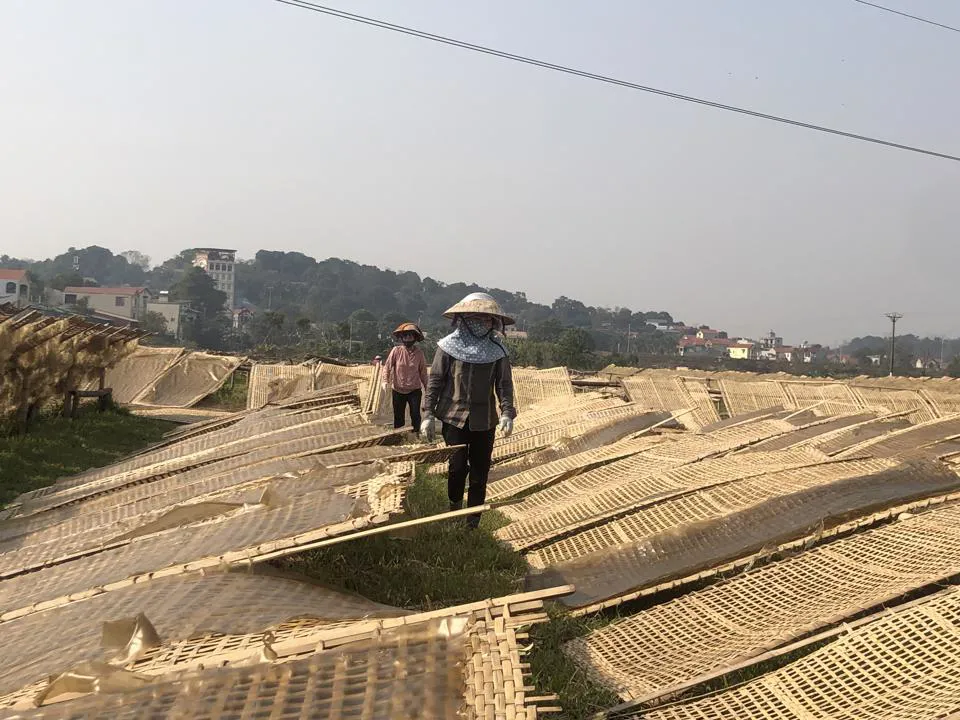 Người dân làng So, xãTânHòa, huyện Quốc Oai phơi miến dong. Ảnh: PhươngNga