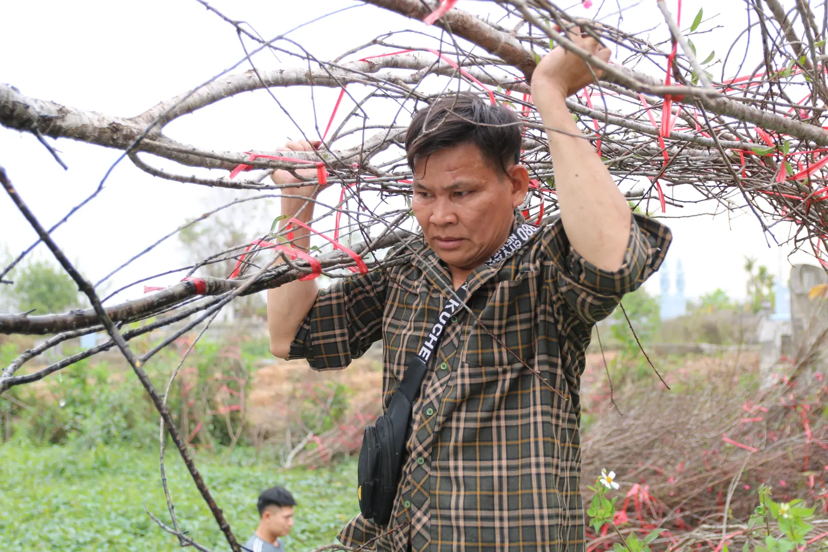 Đào rừng không kịp nở hoa để phục vụ người dân chơi Tết