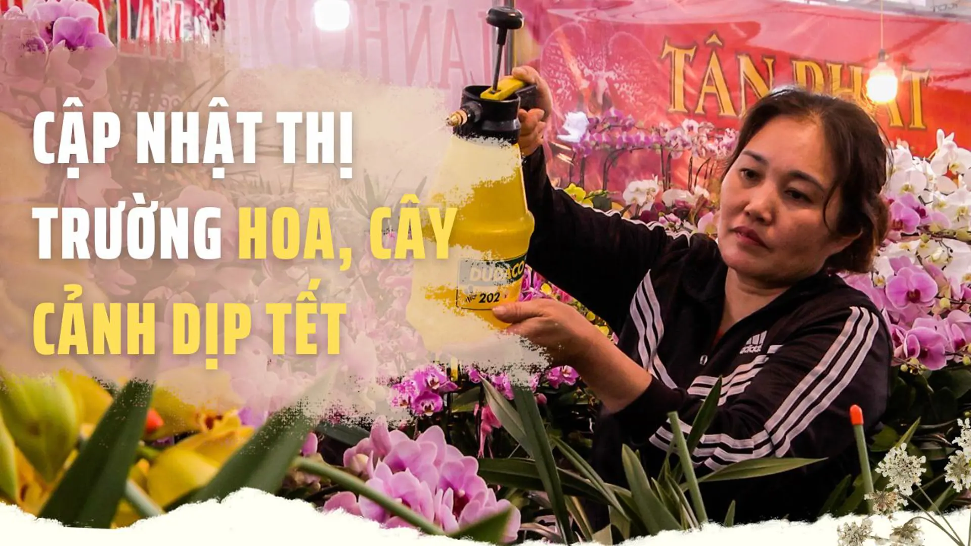 Hà Nội: Nhiều loại hoa, cây cảnh rẻ hơn năm trước