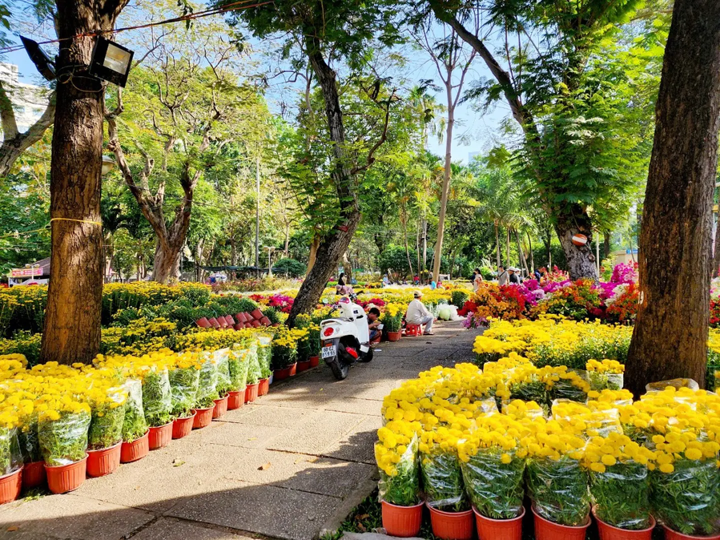 TP Hồ Chí Minh: Chợ hoa tràn ngập sắc màu nhưng vắng khách mua