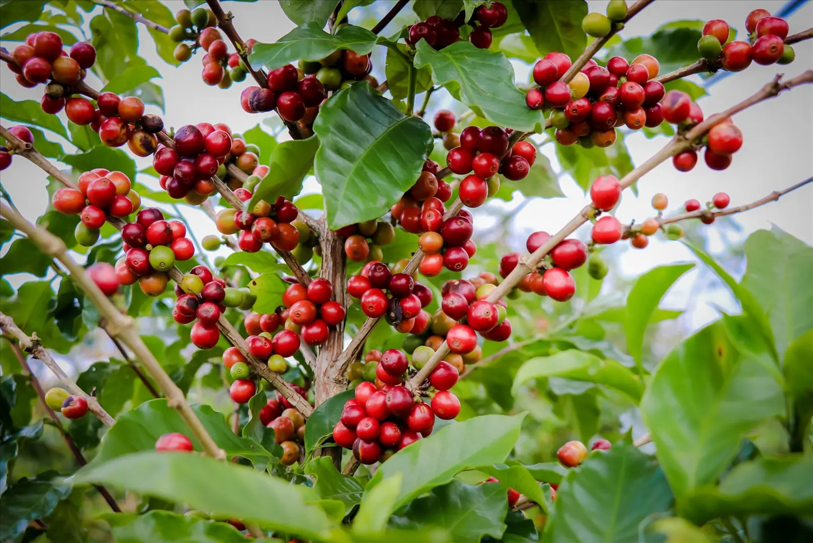 Giá cà phê hôm nay 1/2: Thị trường tăng sốc, Robusta vượt 2.100 USD/tấn