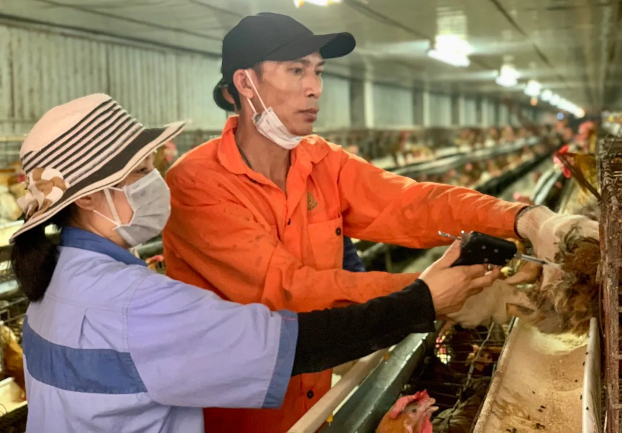 Hà Nội: Người chăn nuôi tất bật vào vụ mới
