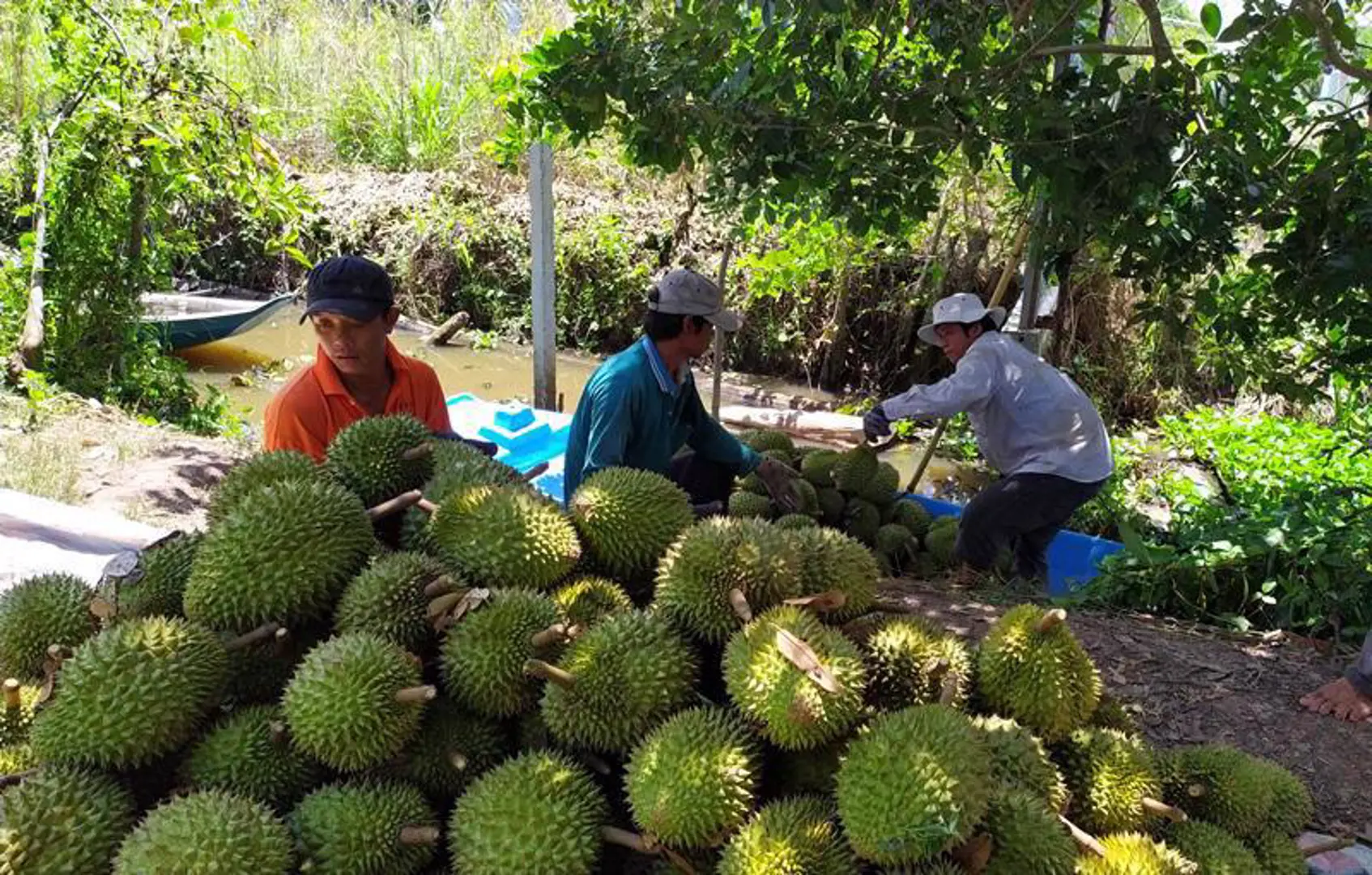 Lạc quan xuất khẩu nông sản đầu năm