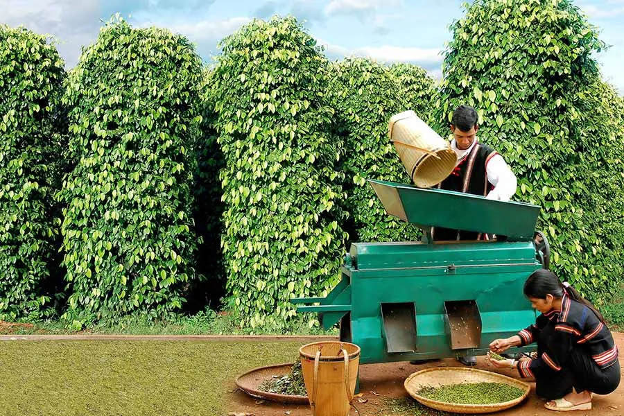 Hồ tiêu là cây công nghiệp có giá trị kinh tế cao và được trồng ở các tỉnh Tây Nguyên.