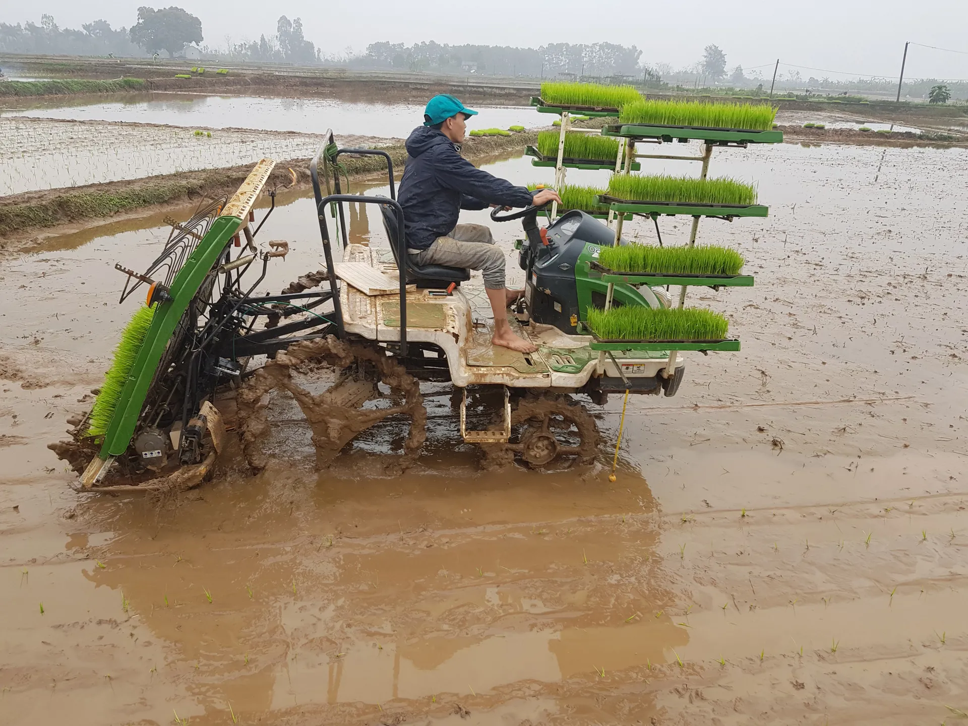Gieo cấy lúa Xuân tại huyện Đan Phượng. Ảnh: Tuấn Anh