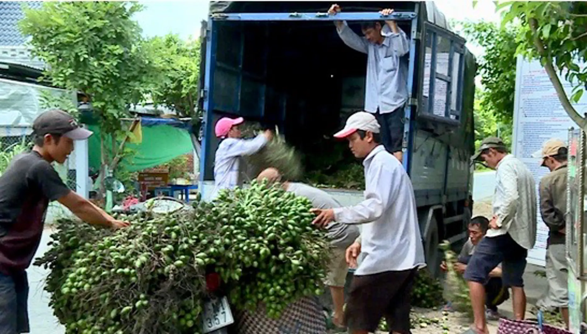 Bộ Nông nghiệp lên tiếng cảnh báo việc người dân trồng cau ồ ạt