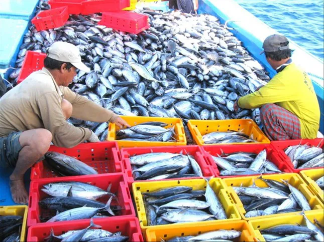 Mong manh cơ hội gỡ thẻ vàng cho thủy sản Việt Nam