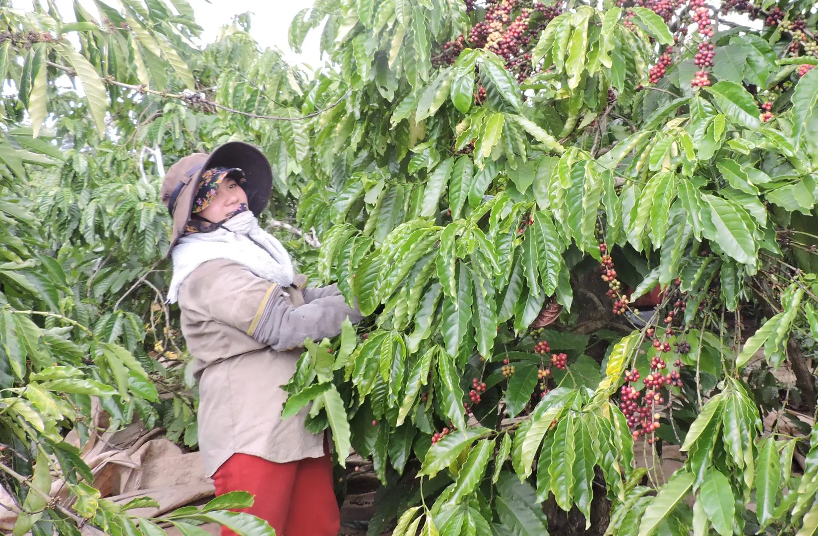 Giá cà phê hôm nay 12/2: Trong nước tăng đến 1.500 đồng/kg/tuần