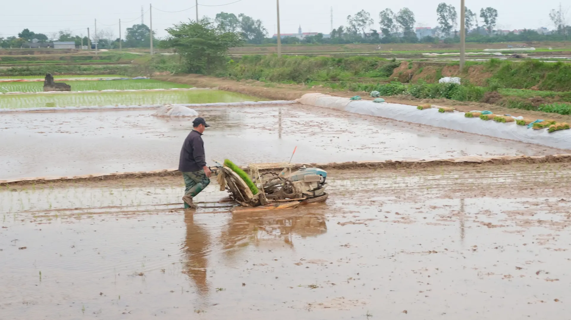 Hà Nội: Đất nông nghiệp bỏ hoang sẽ được xử lý thế nào?