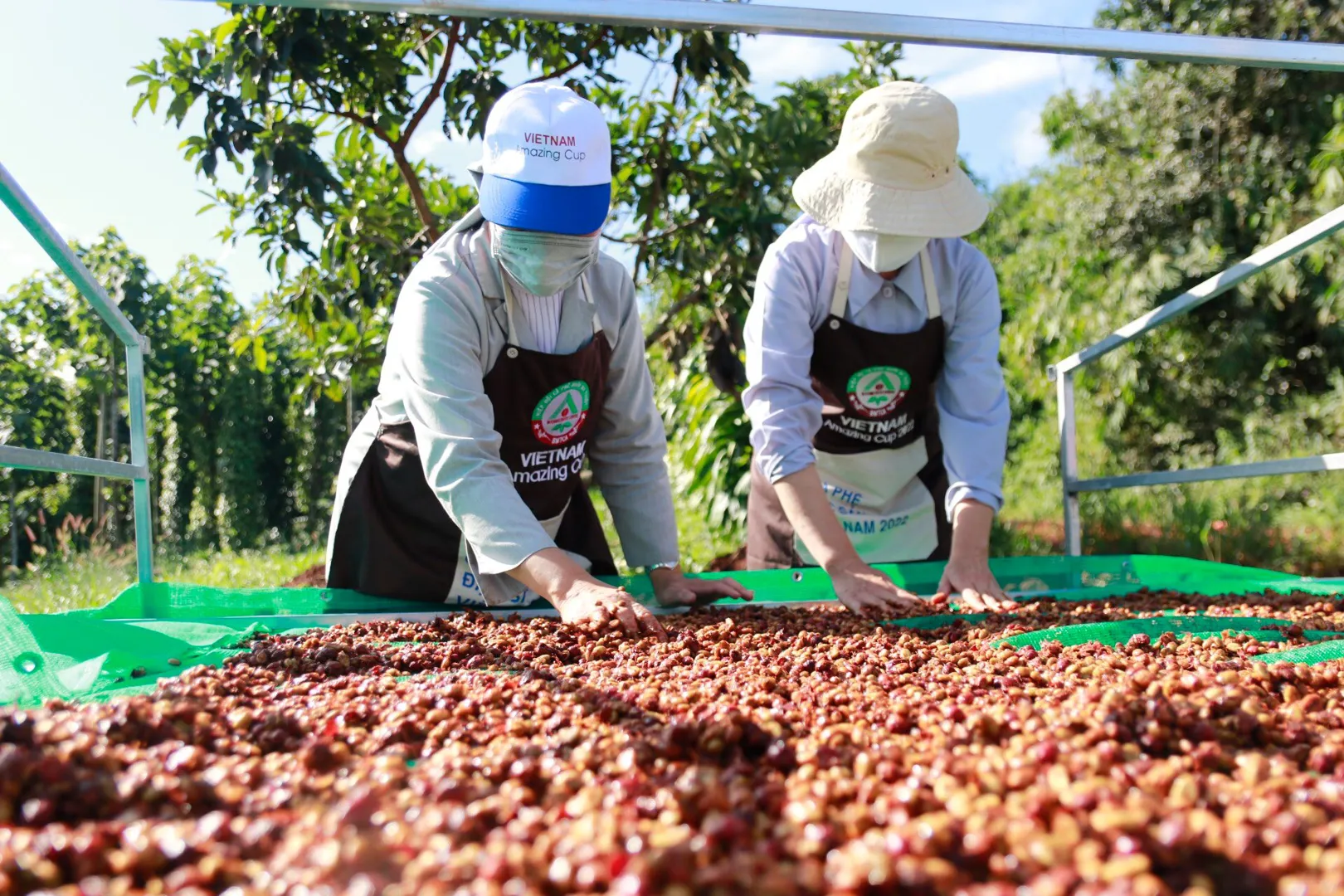 Giá cà phê hôm nay 14/2: Tồn kho giảm đẩy giá cà phê tiếp tục tăng