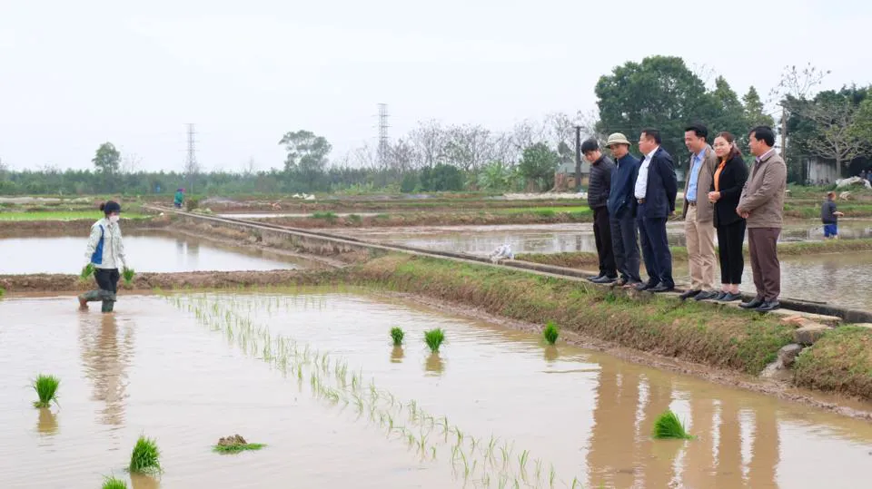 Đoàn công tác của Sở NN&PTNT Hà Nội thị sát tình hình gieo cấy vụ Xuân 2023 tại huyện Thạch Thất. Ảnh: Trọng Tùng