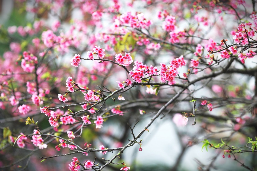 Japanese cherry blossoms in the heart of Hanoi