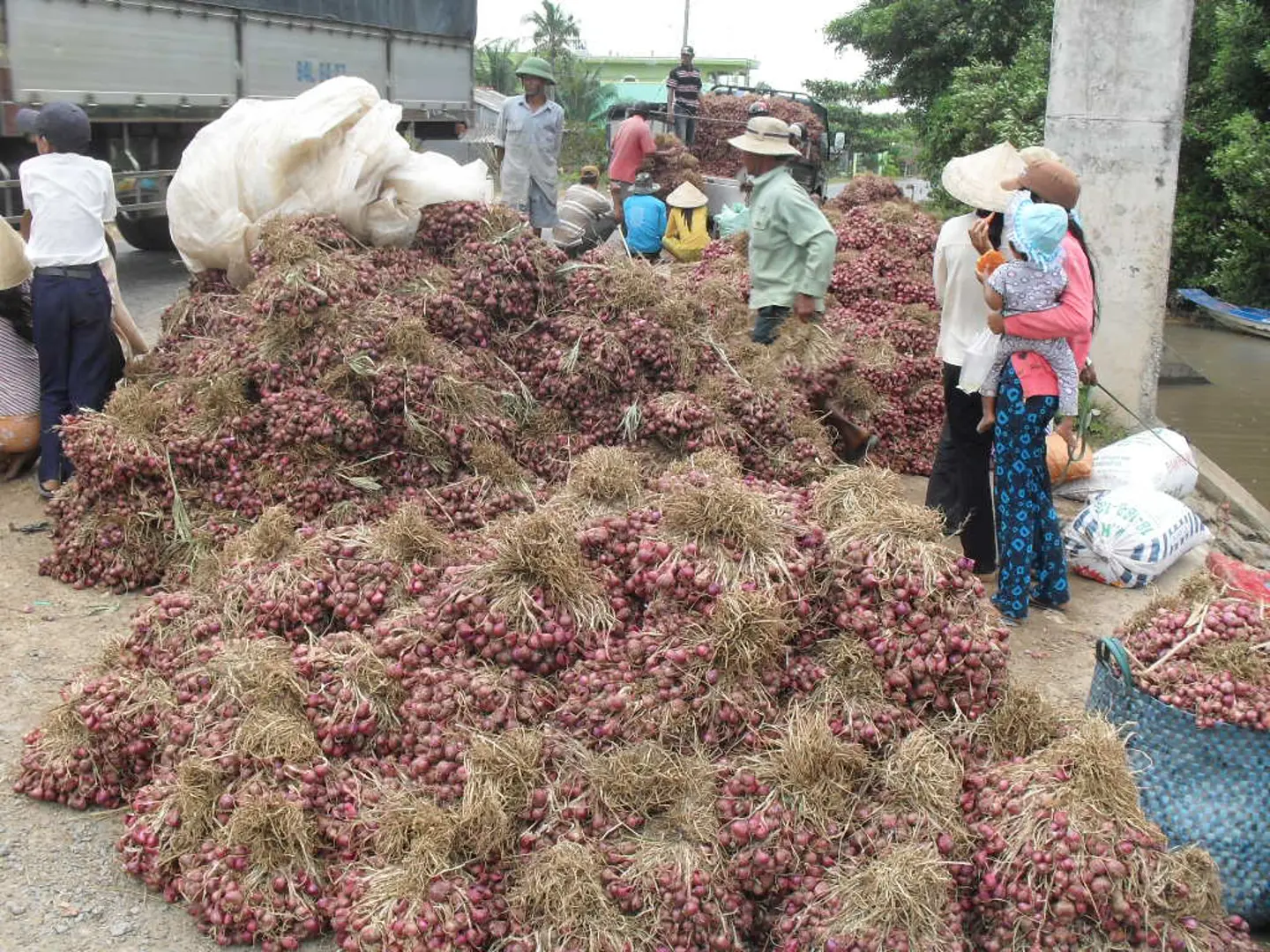 Sóc Trăng: "Thủ phủ" hành tím Vĩnh Châu trúng mùa, được giá