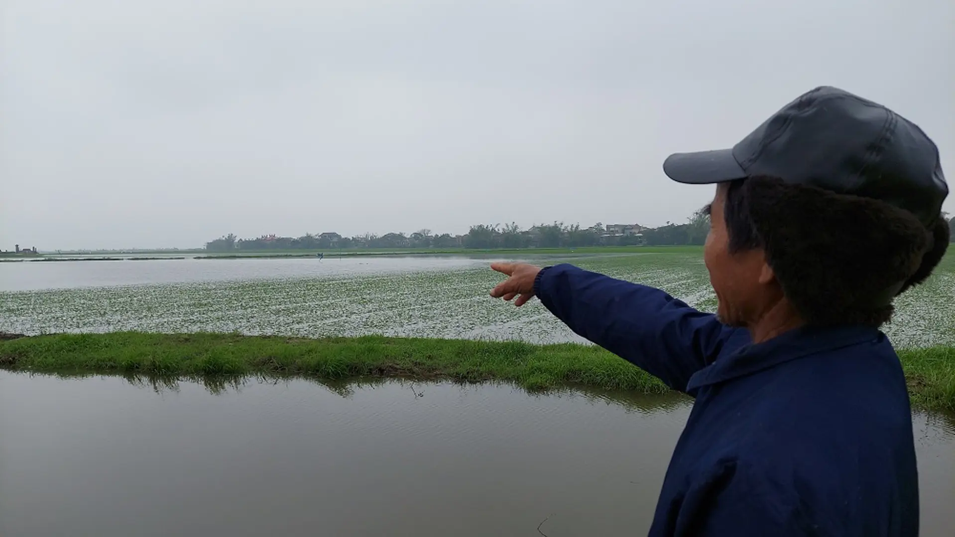 Quảng Trị: Ứng cứu hơn 2.000ha vụ lúa Đông Xuân bị ngập úng