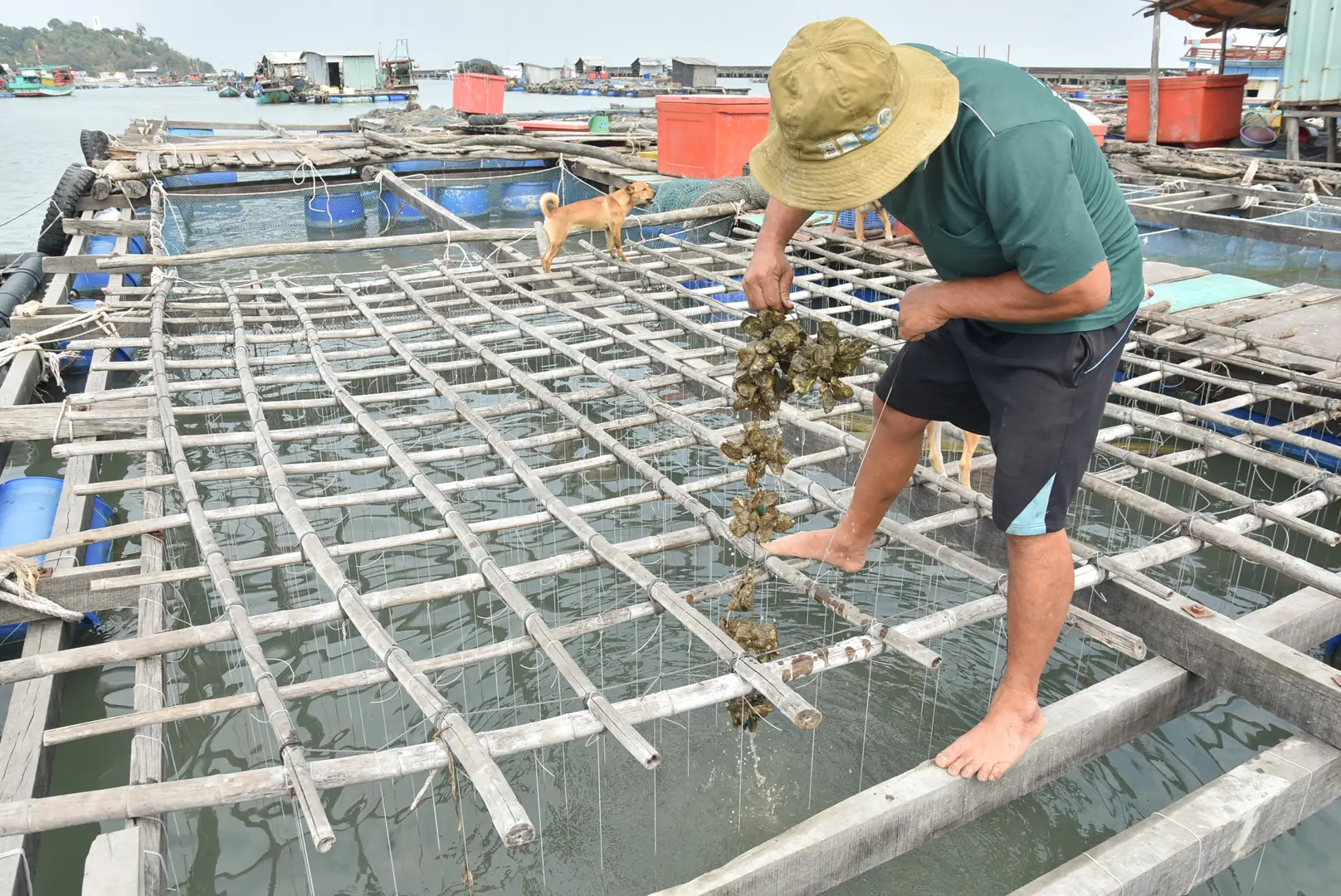 Kiên Giang: Cá chết hàng loạt nghi ô nhiễm nguồn nước?