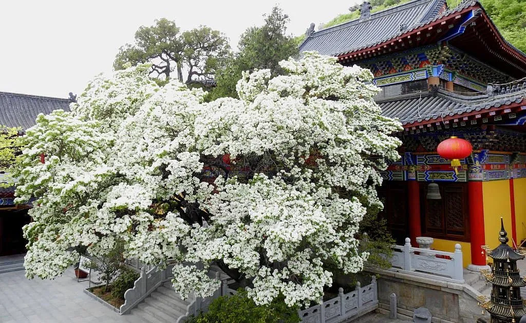 Ngắm loài hoa tuyệt sắc nhất Trung Quốc