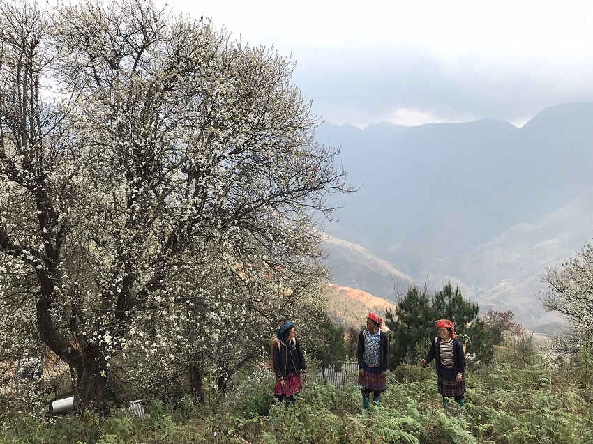 Docynia Indica blossoms brighten Vietnam’s northwest region 