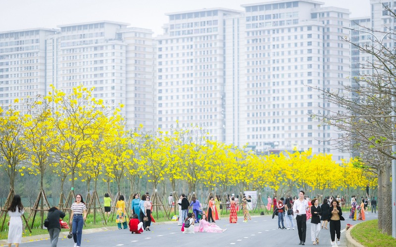 Hanoi coated with charming vibrancy of brilliant yellow flowers