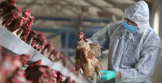 Viện Pasteur TP Hồ Chí Minh đề nghị triển khai 5 hoạt động phòng cúm H5N1