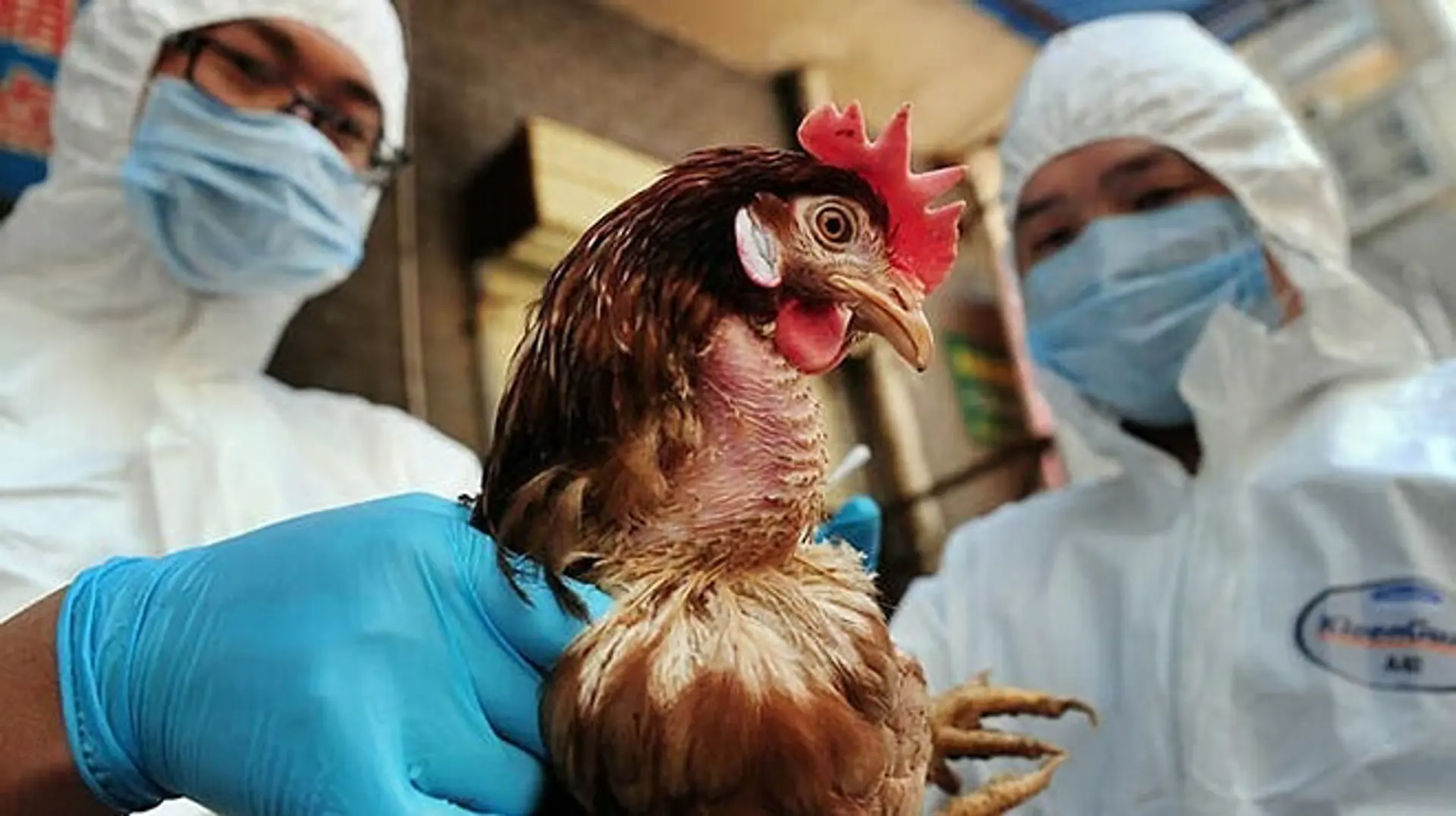 Cúm A/H5N1 gây chết người tại Campuchia, Bộ NN&PTNT phát đi công điện khẩn