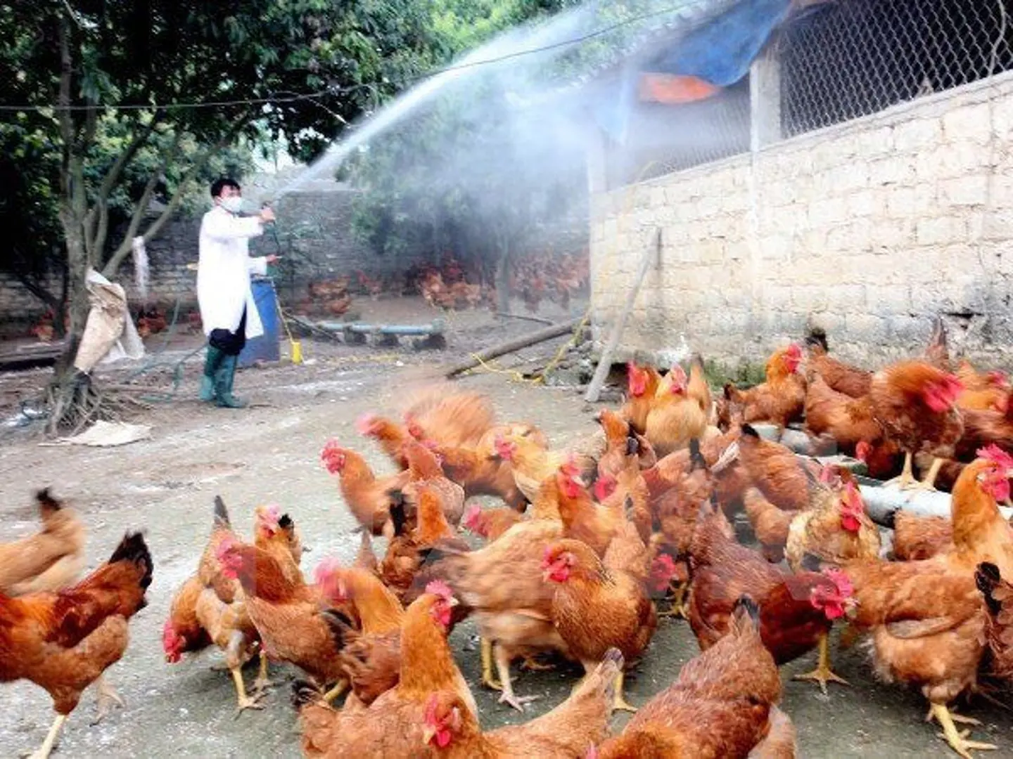 Cúm A/H5N1 nguy hiểm ra sao?