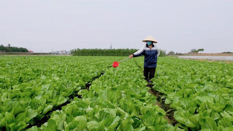 Hanoi to expand hi-tech farming models 