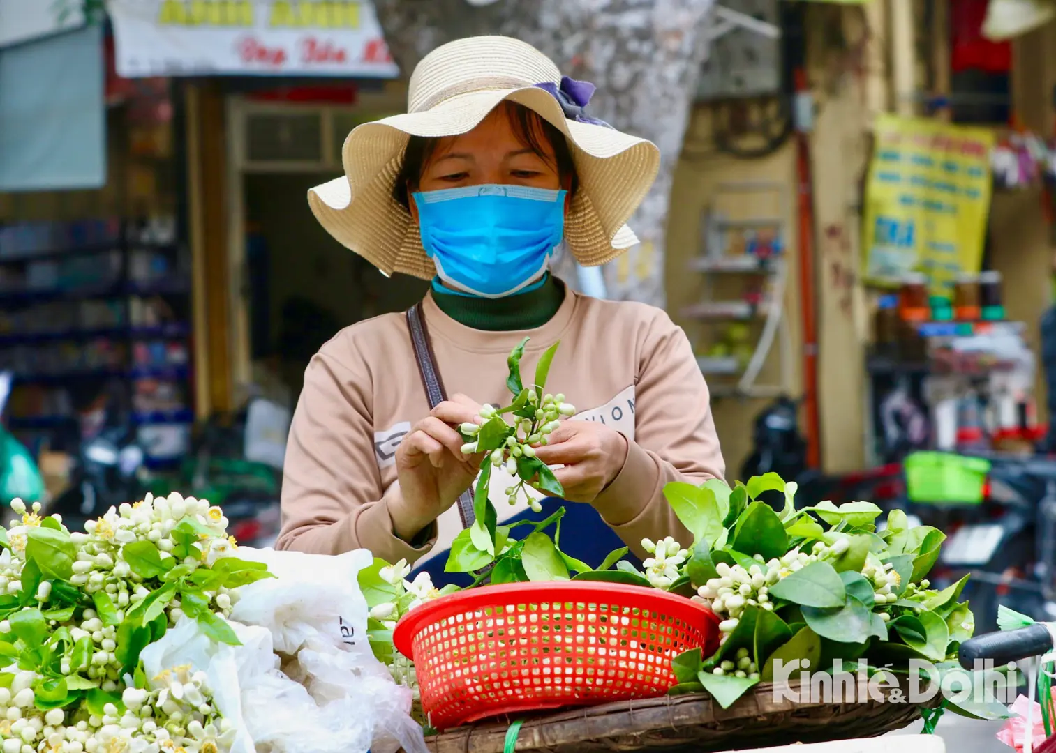 Hương hoa bưởi dịu dàng qua từng góc phố Thủ đô