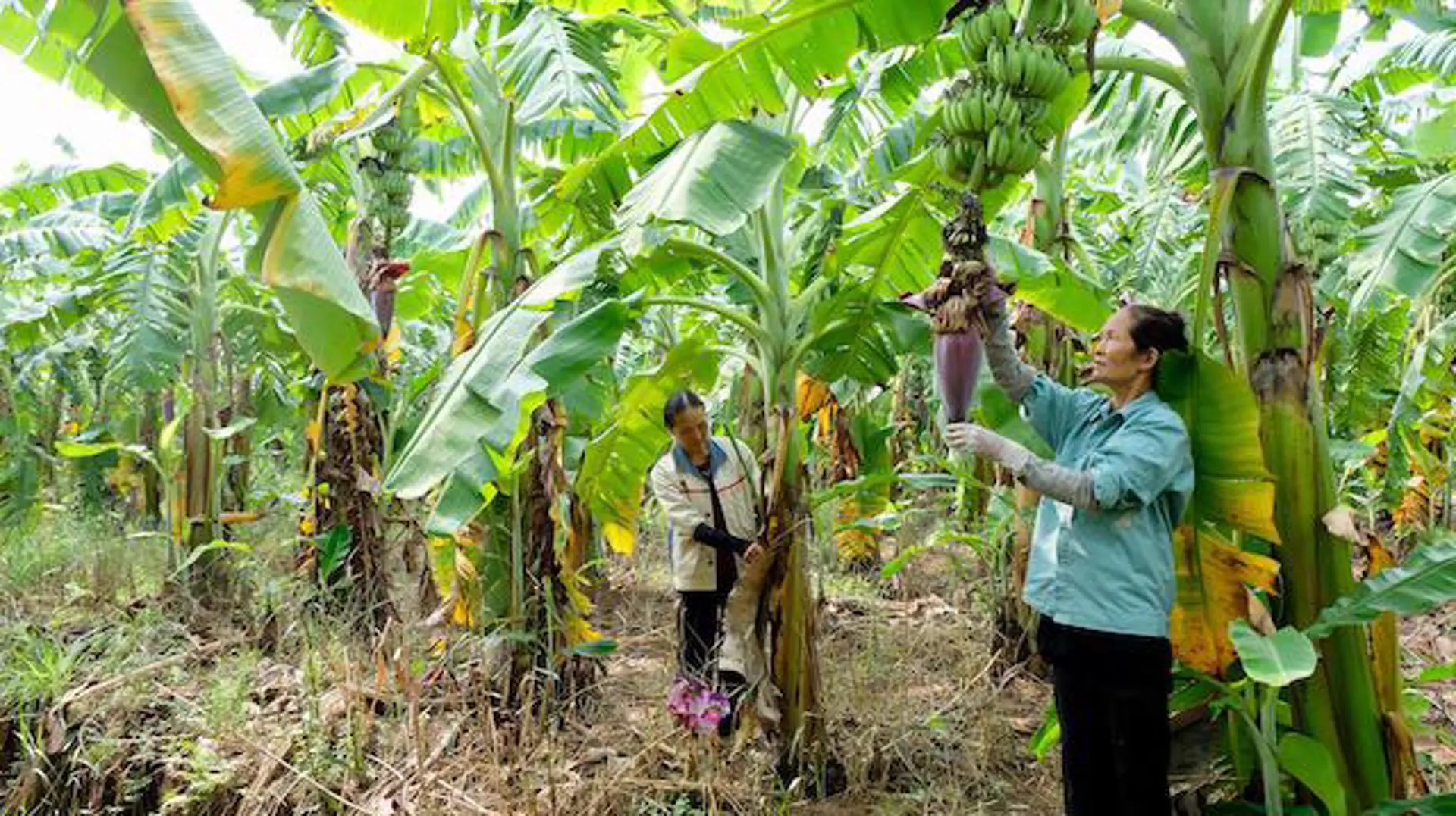 Những vùng trồng chuối xuất khẩu tiền tỷ của Hà Nội