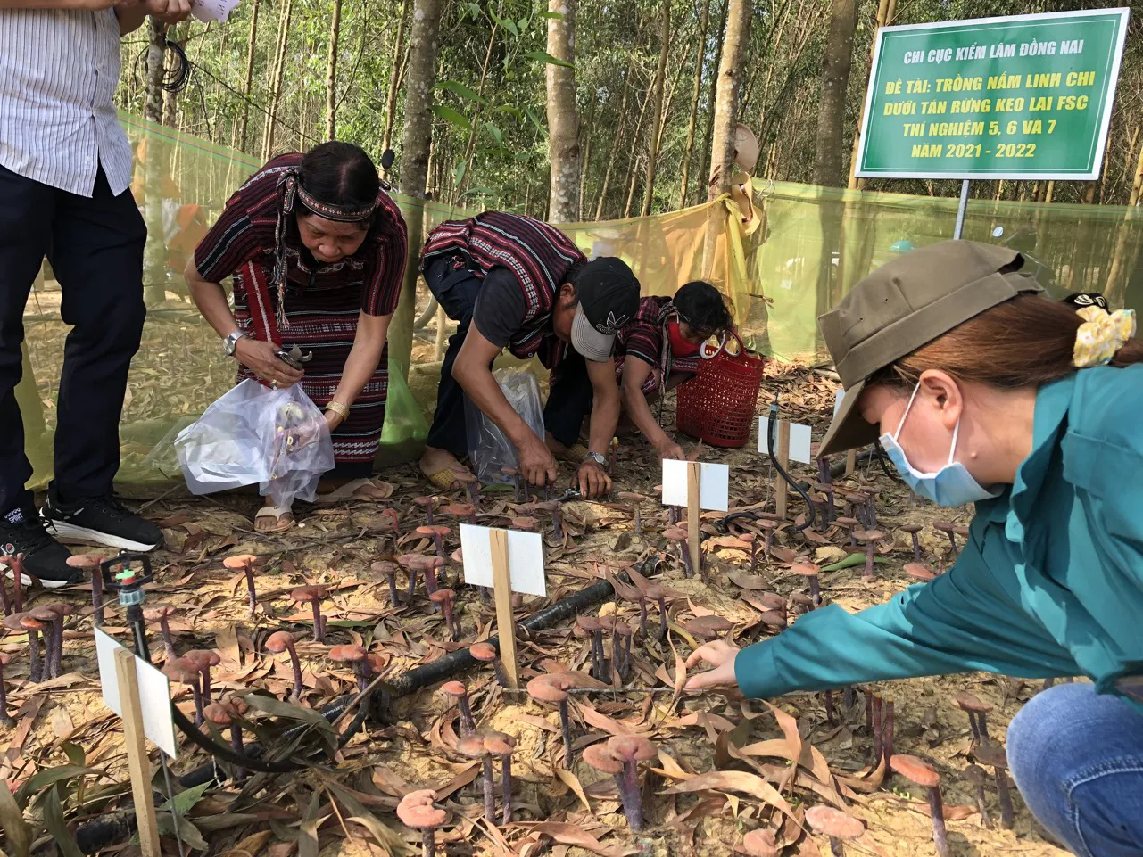 Đồng Nai: Nghiên cứu thành công trồng nấm linh chi đó dưới tán rừng phòng hộ