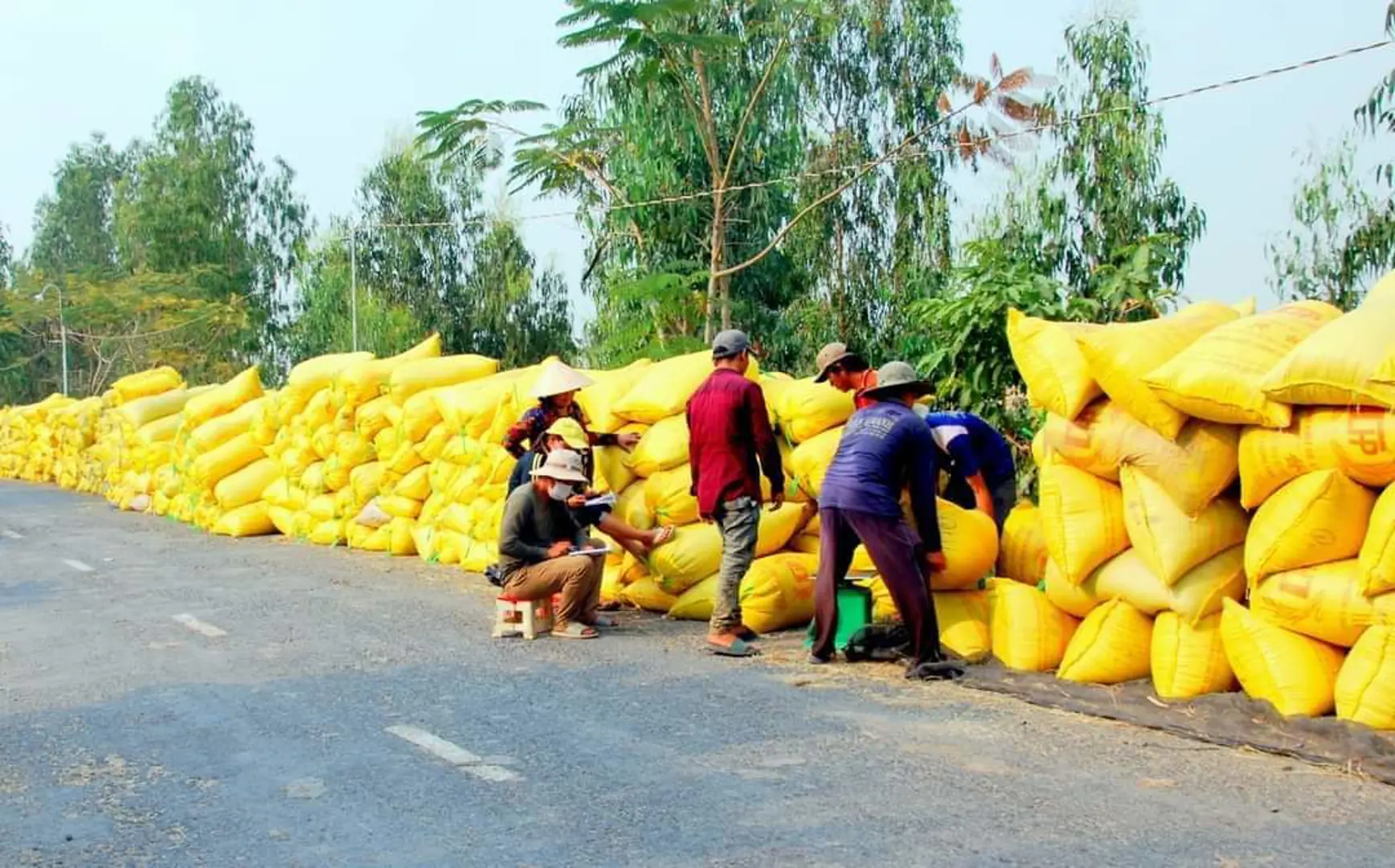 Xúc tiến trình Chính phủ đề án 1 triệu ha lúa chất lượng cao