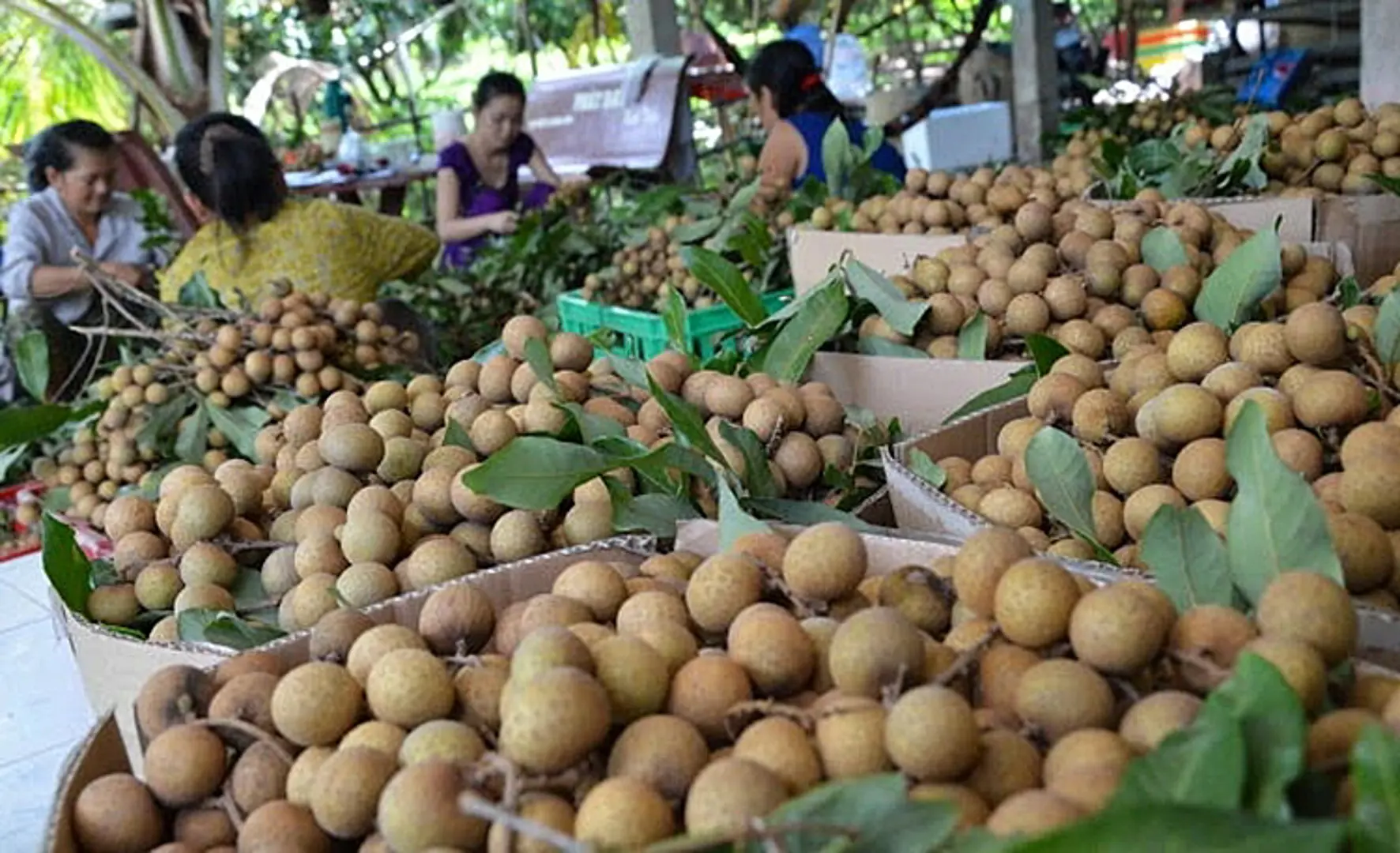 Giảm áp lực tiêu thụ nông sản cách nào?