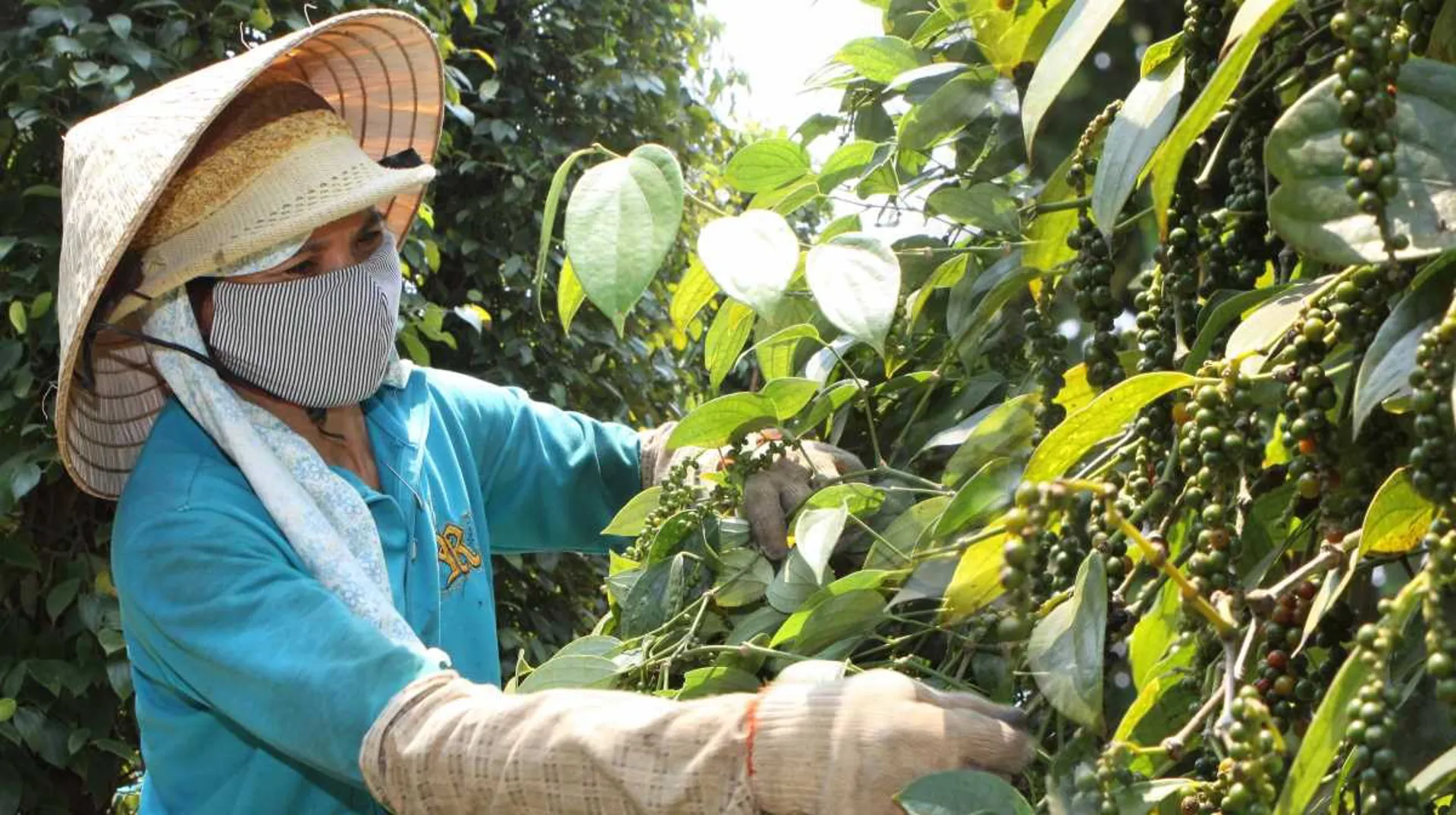 Giá tiêu hôm nay 28/3: Tiêu Indonesia tăng, dự báo cung không đủ cầu