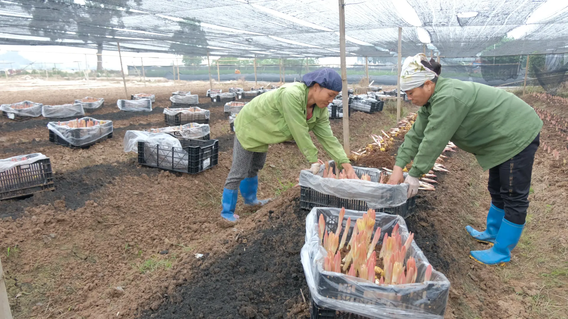 Kinh tế tuần hoàn, xu thế tất yếu phát triển nông nghiệp bền vững