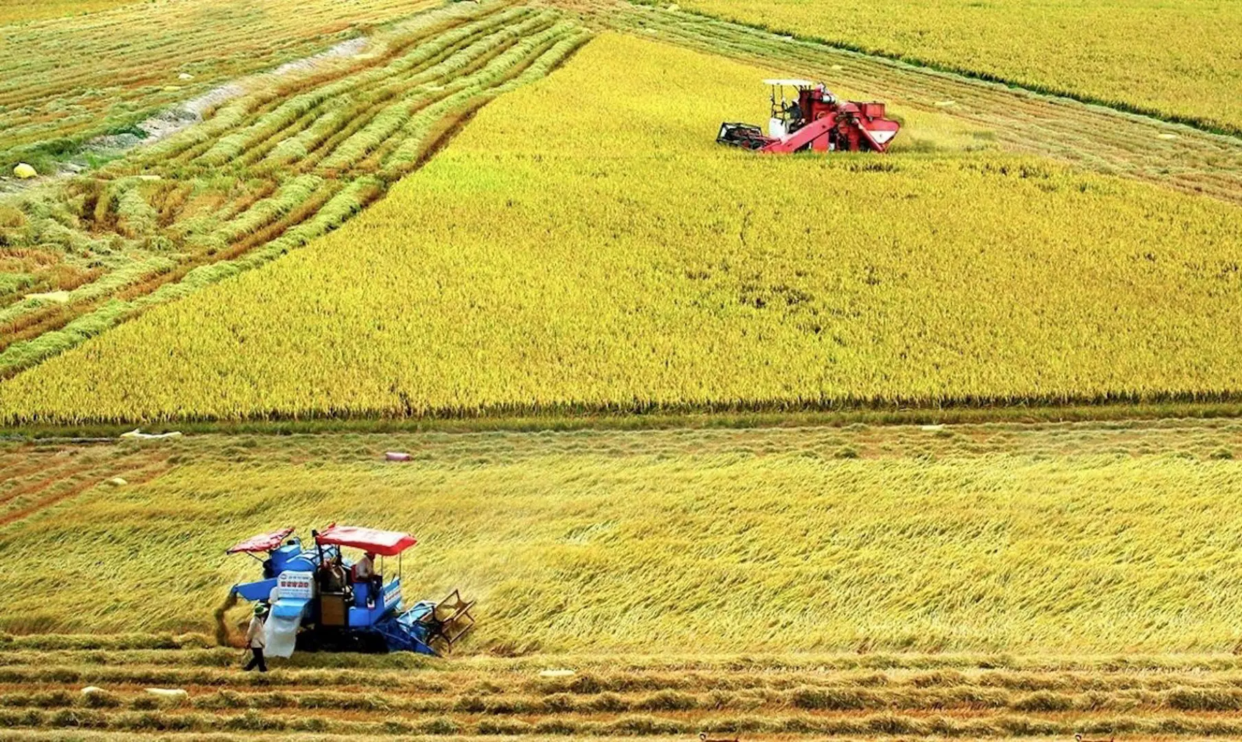 Sắp trình Chính phủ thông qua đề án 1 triệu ha lúa