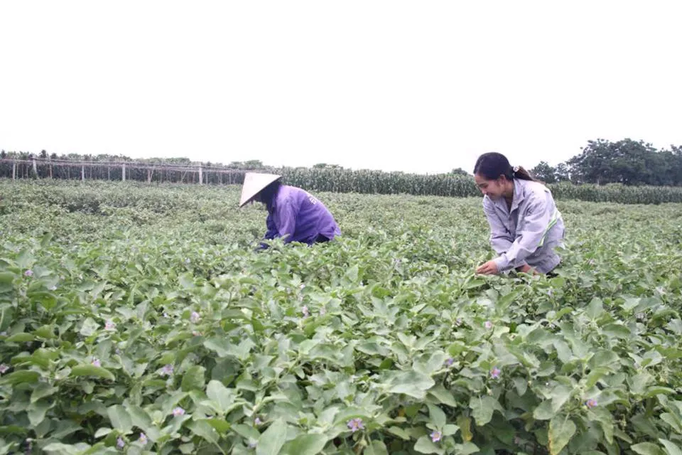 “Rau an toàn Thanh Đa” đang được xây dựng nhãn hiệu tập thể. Ảnh: Trọng Tùng