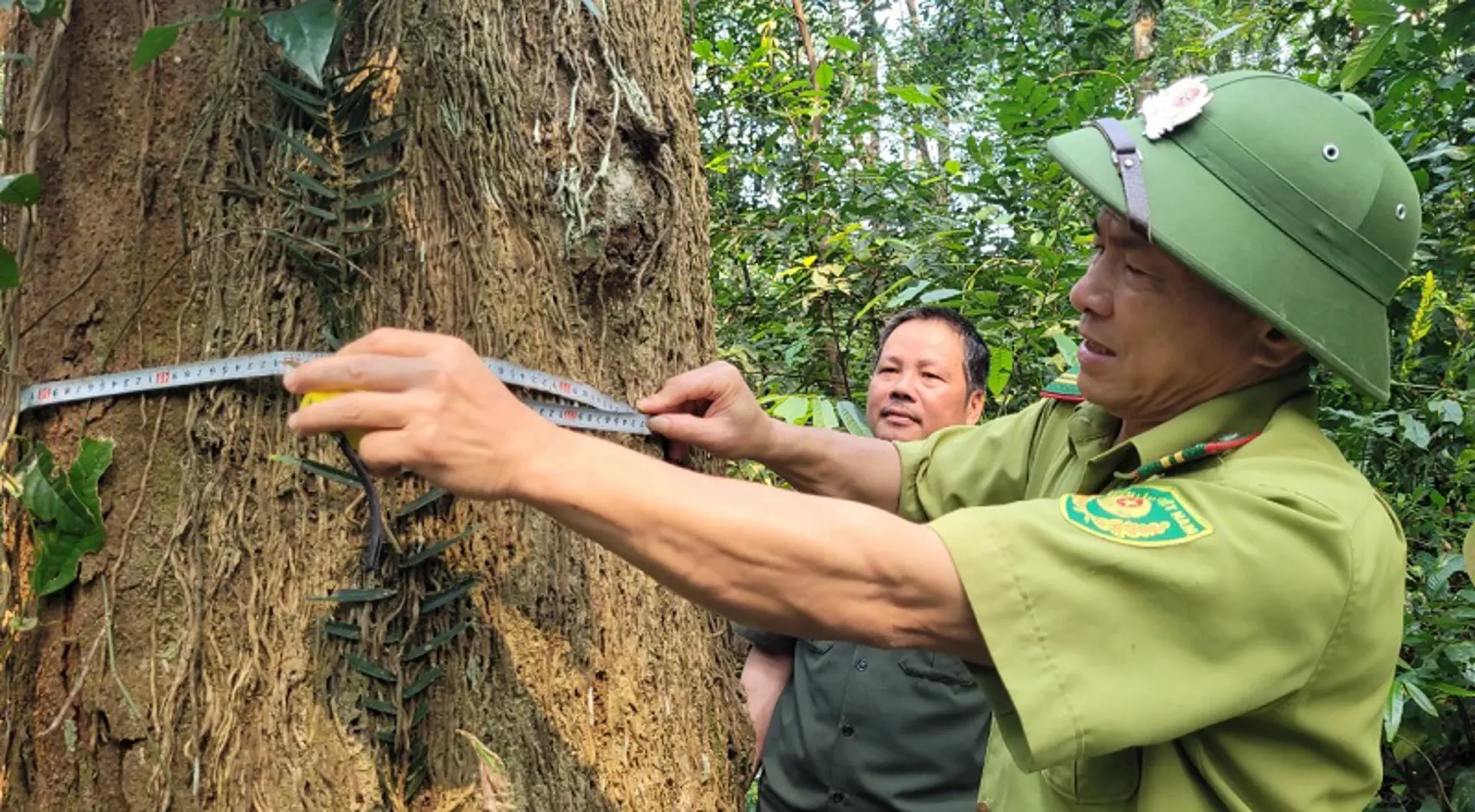 Hà Tĩnh: Giữ “báu vật” rừng lim xanh cổ thụ nơi biên giới Việt - Lào