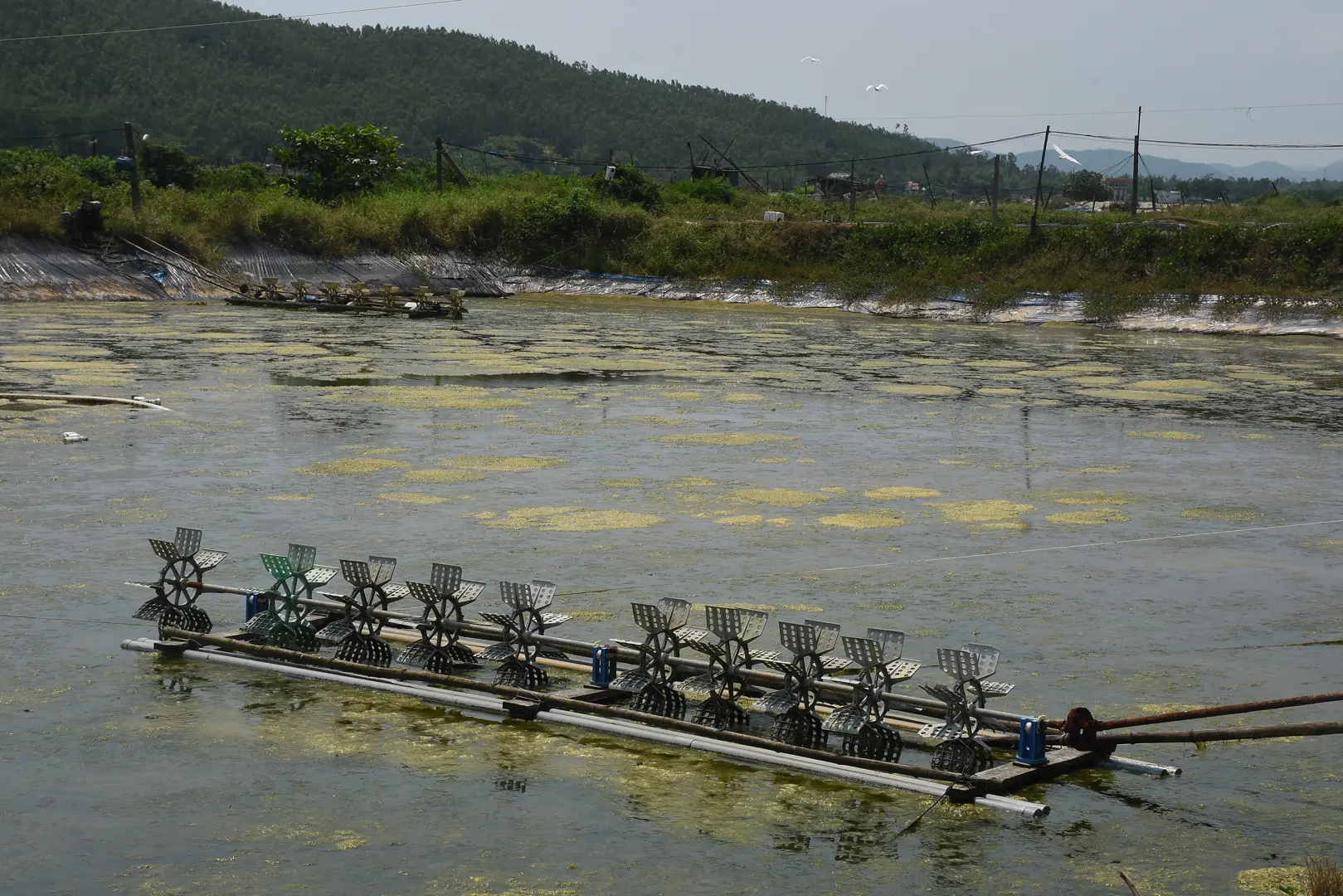  "Thả đâu, chết đó", người dân ôm nợ vì nuôi tôm