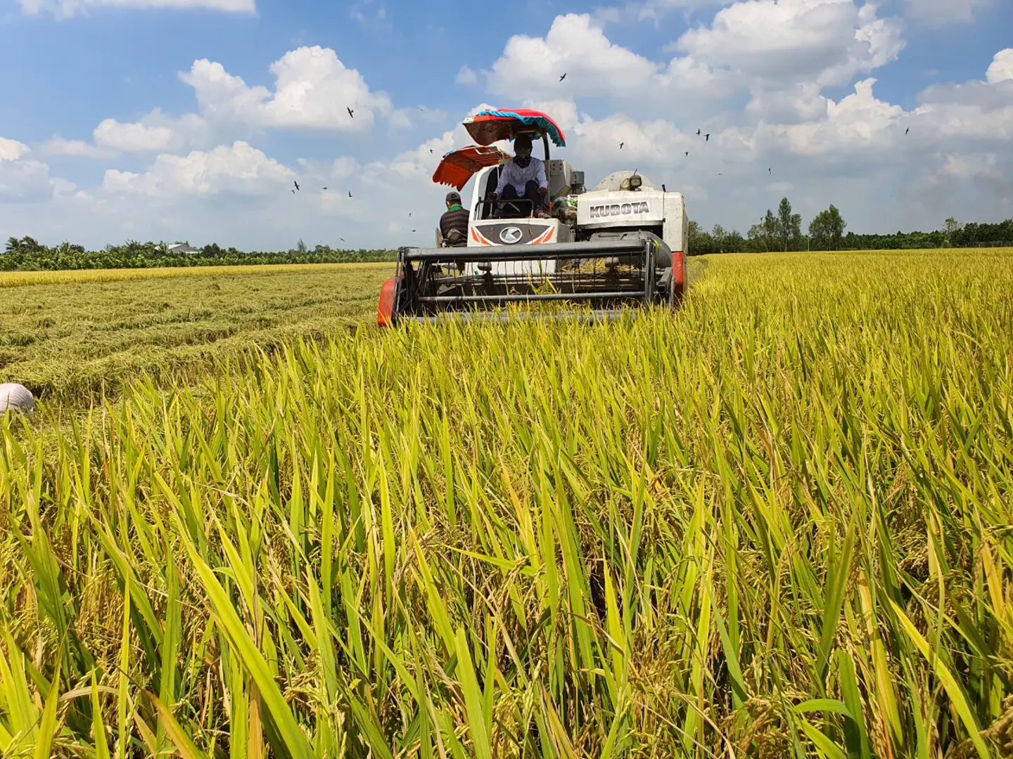 Tái cấu trúc ngành hàng lúa gạo, nâng cao vị thế cho nông dân ĐBSCL