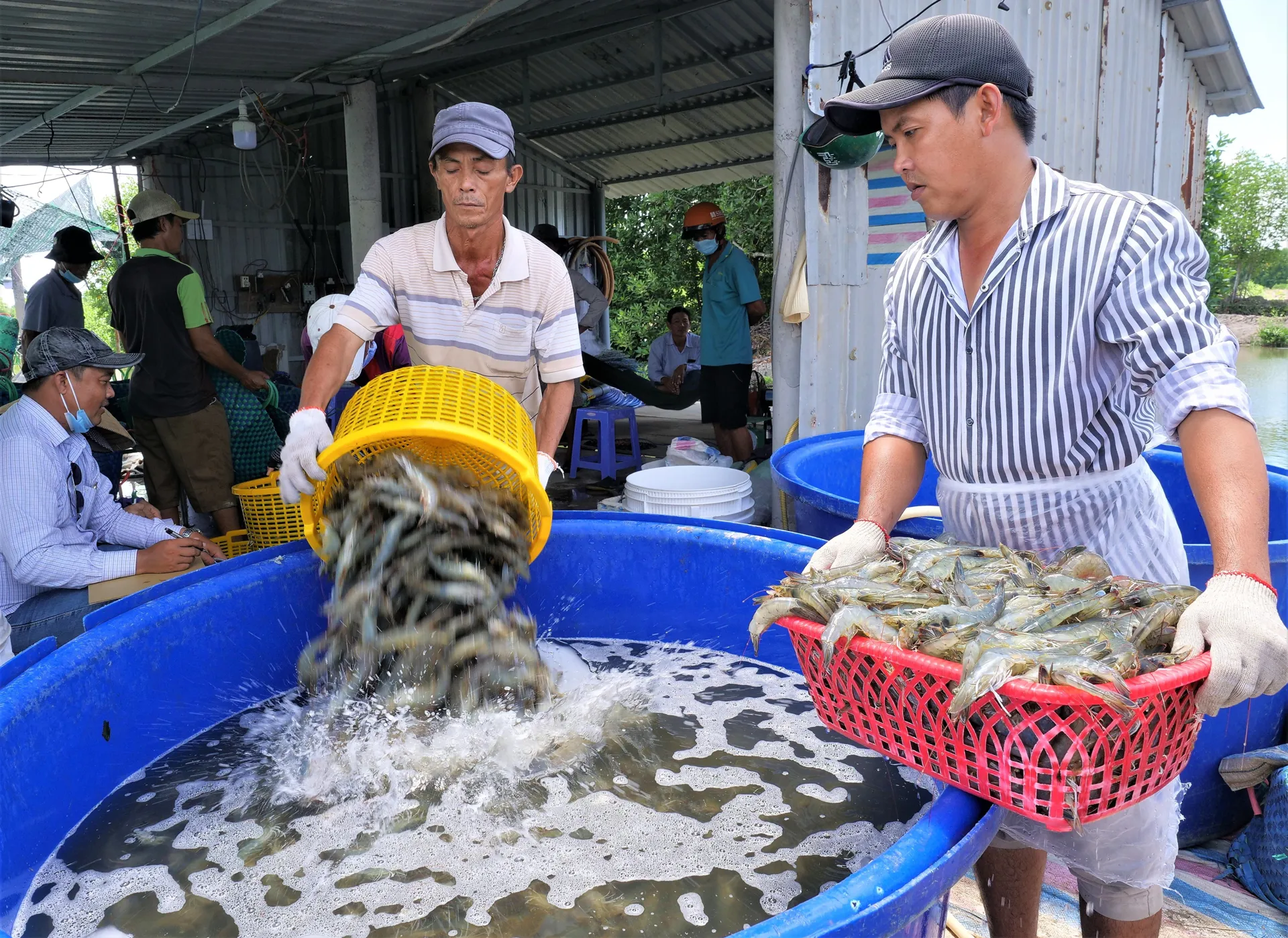 Nâng tầm chuỗi giá trị ngành tôm Việt Nam