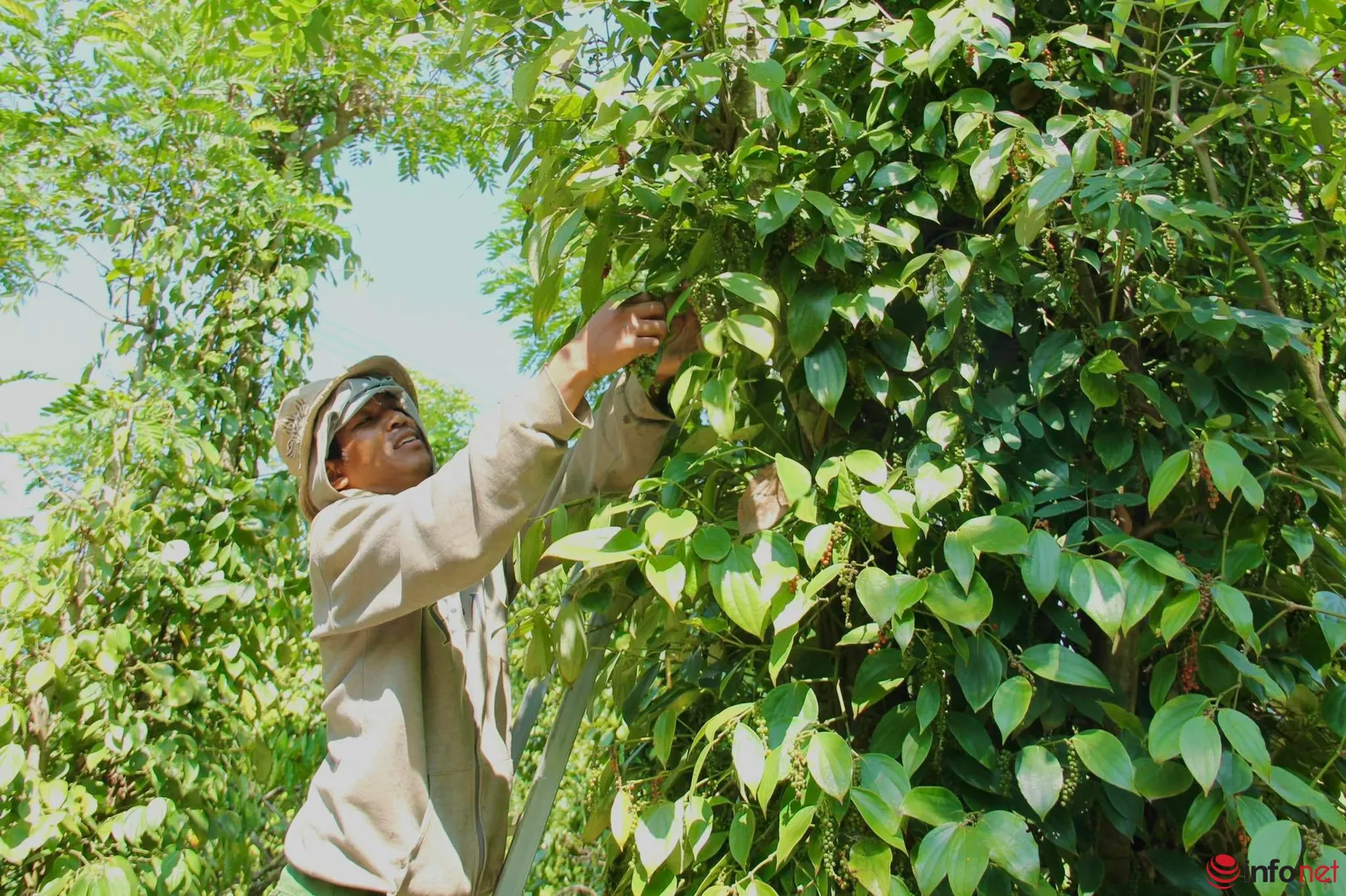 Giá tiêu hôm nay 12/4: Trung Quốc mua bù hồ tiêu sau 3 năm Covid-19