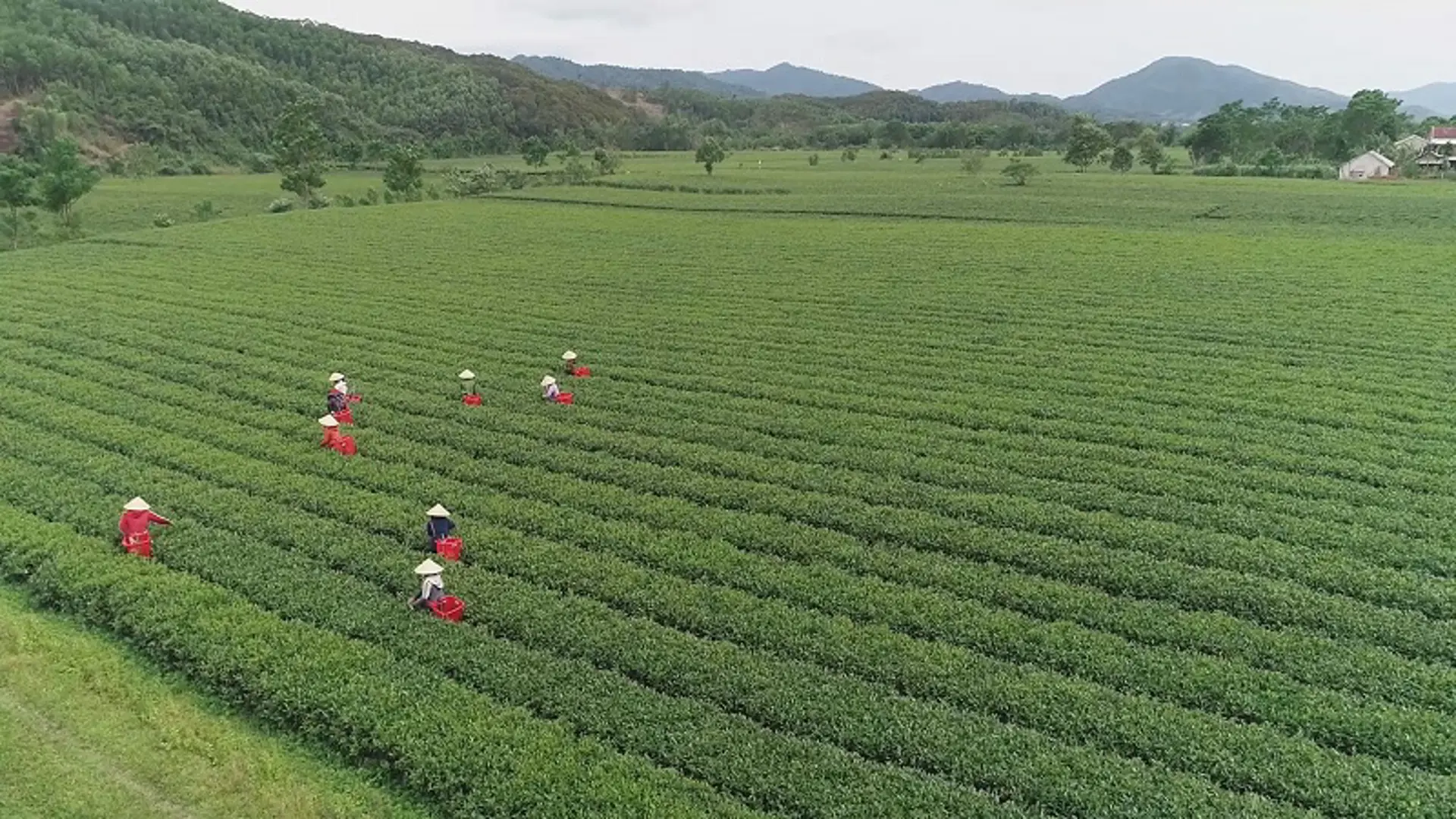 Hà Tĩnh: Nâng cao chất lượng sản phẩm chè búp, hướng tới thị trường EU