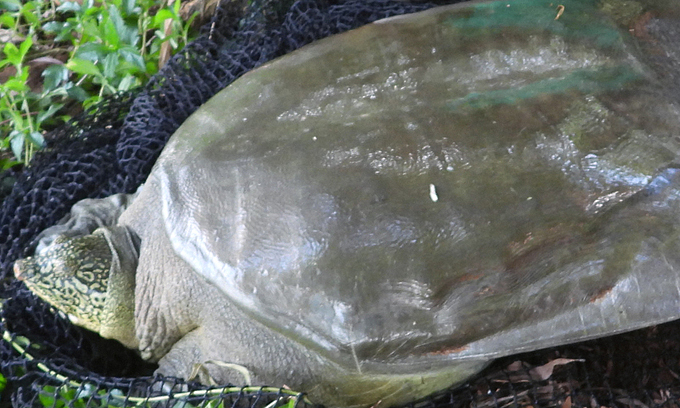 Hoan Kiem giant turtle in Dong Mo Lake dies