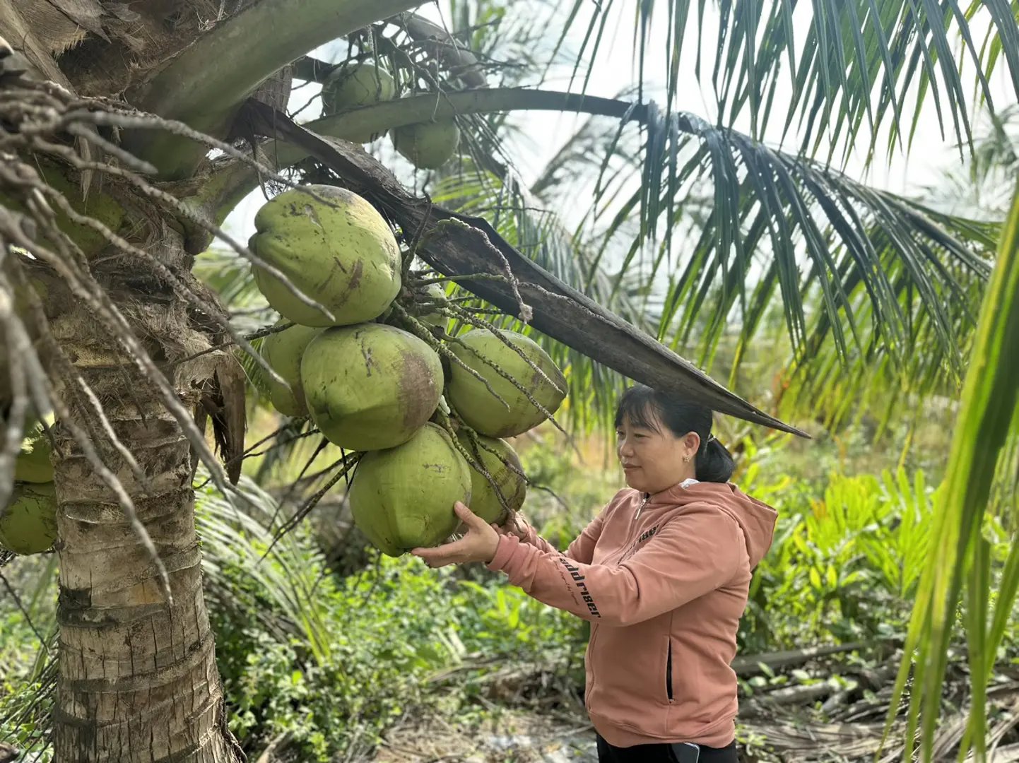 Trà Vinh: Dừa sáp cấy phôi giúp nông dân thu tiền tỉ