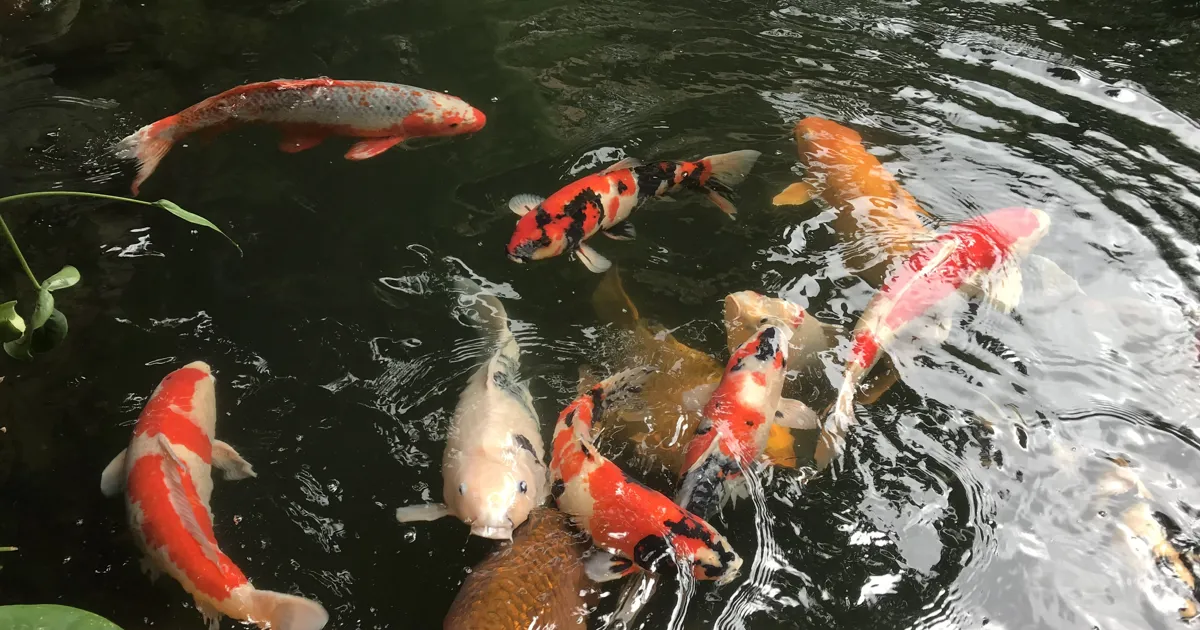 Chàng nông dân nuôi cá cảnh, lời tiền tỷ mỗi năm