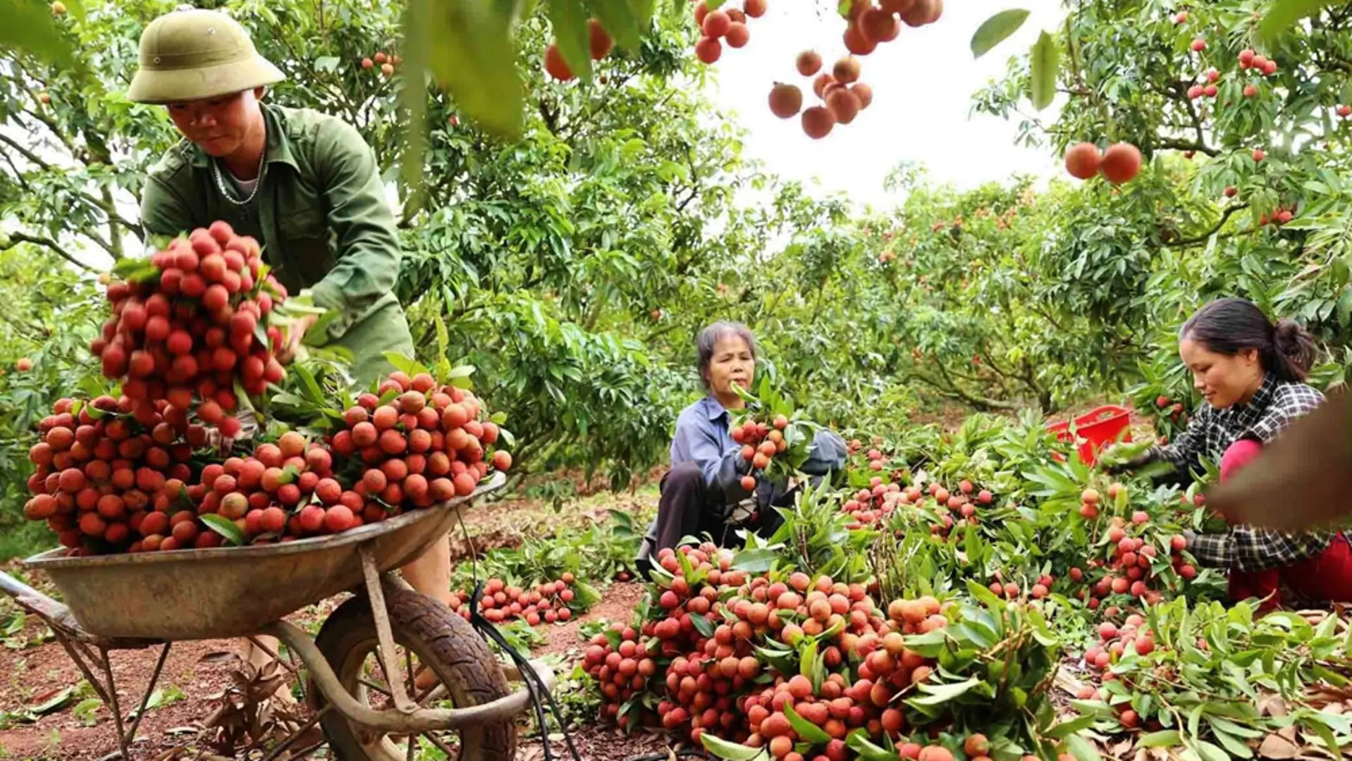 Để tiêu thụ nông sản không còn là nỗi lo