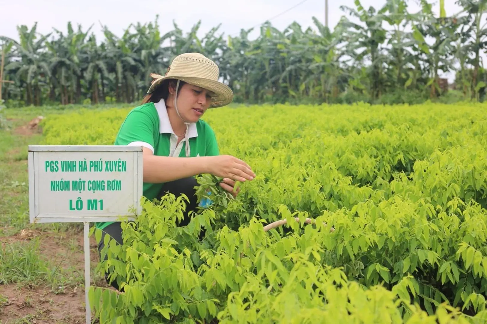 Phát triển bền vững các vùng rau an toàn: Cần thêm cơ chế đặc thù